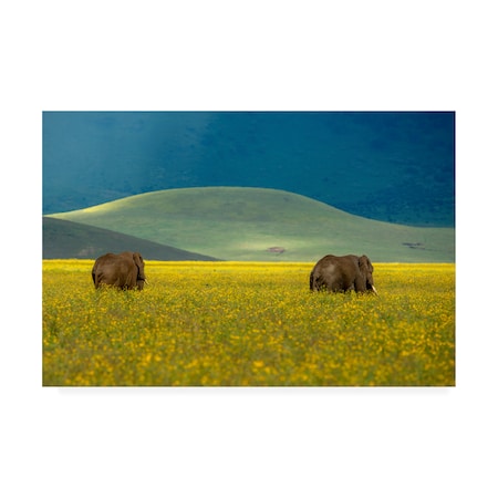 E Amer 'Elephant Pair' Canvas Art,30x47